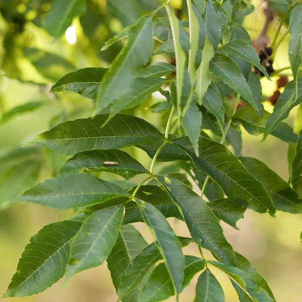 frassino spinoso